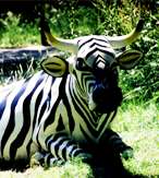 Zebrakuh